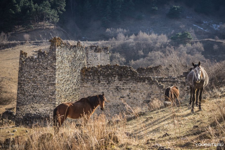 Растения Абхазии Campanula paradoxa
