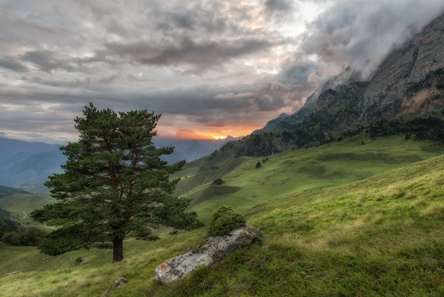 Кавказский биосферный заповедник Флора