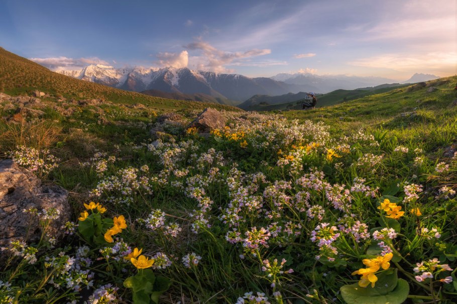 Растительный мир заповедника Эрзи