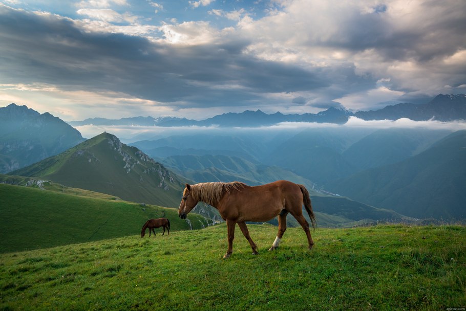 Кабардино-Балкарский высокогорный заповедник Флора