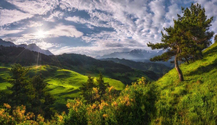 Колокольчик осетинский