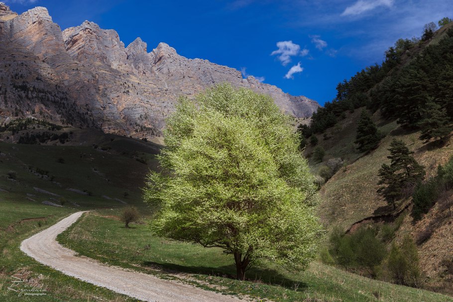 Заповедник Эрзи Ингушетия животные