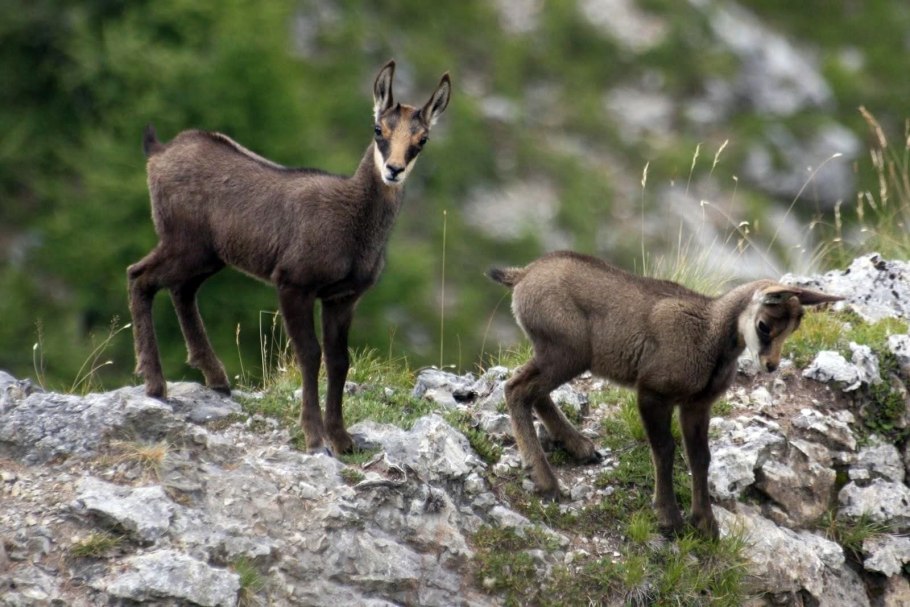 Государственный природный заповедник «Эрзи»