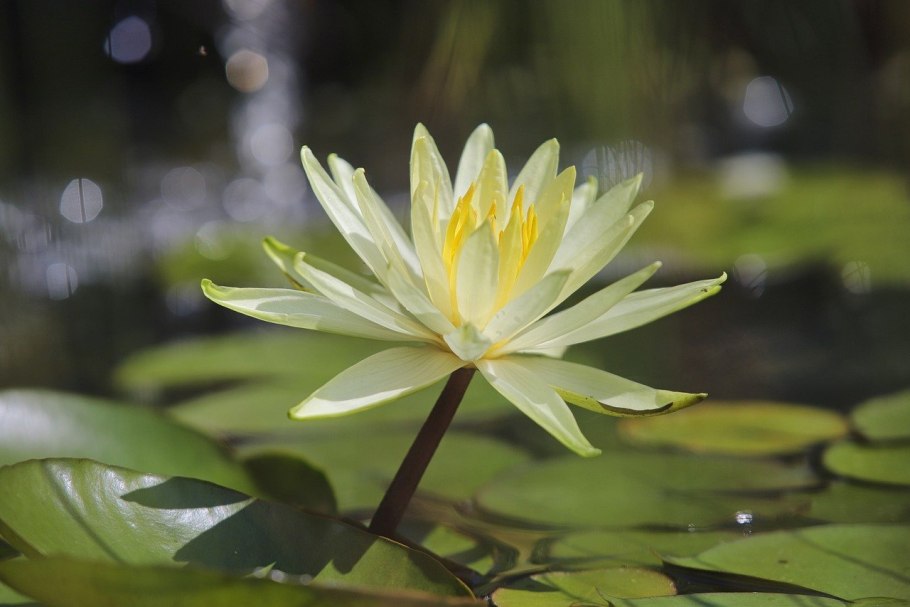 Лотос кувшинки водяная Лилия жёлтый