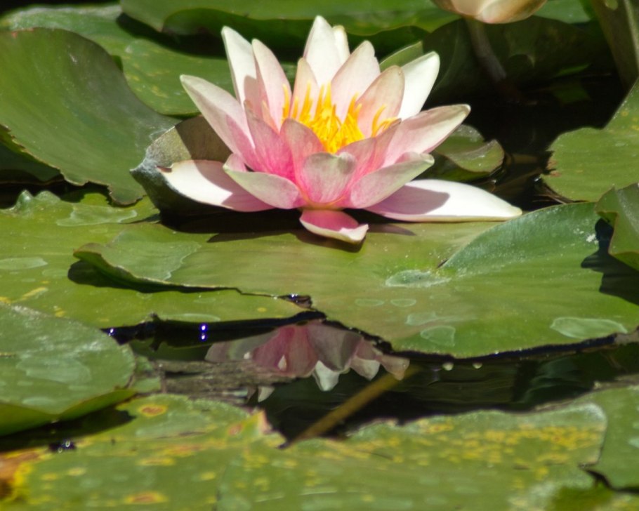 Нимфея (кувшинка) Marliacea