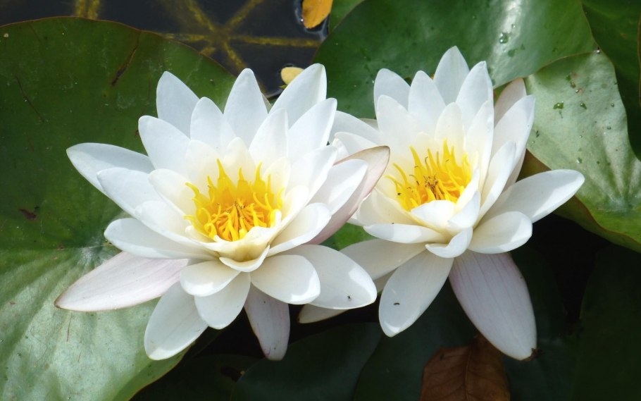 Кувшинка четырехугольная - Nymphaea Tetragona Georgi