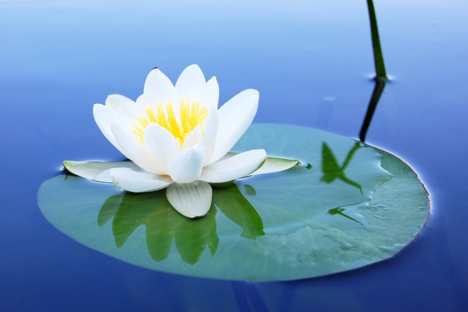 Кувшинка четырёхгранная