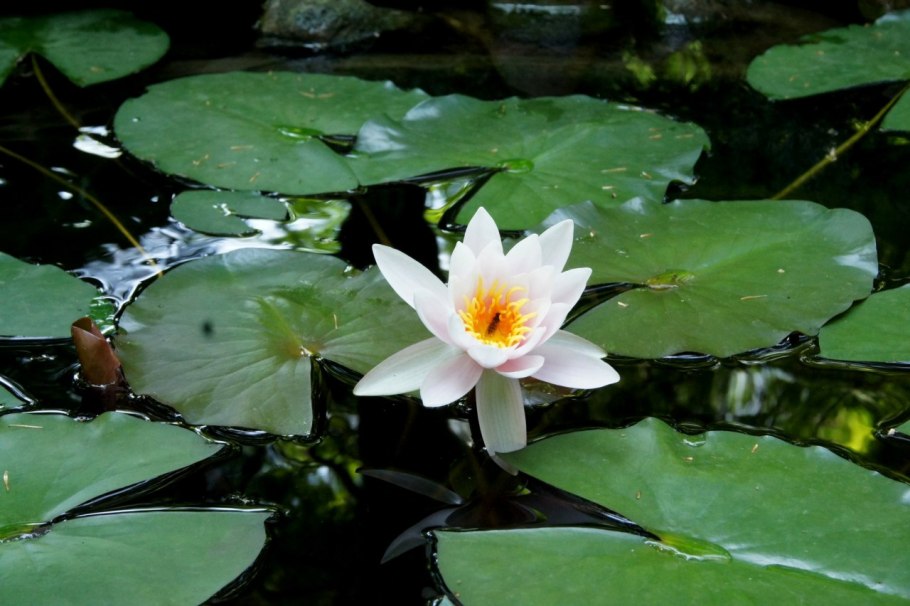 Цветок кубышка малая