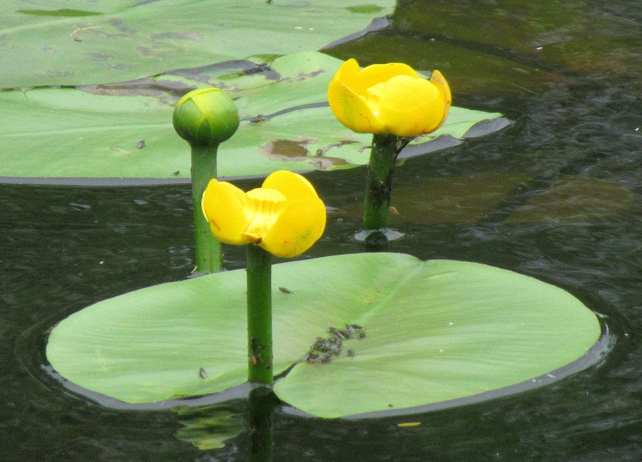 Лилия Nymphaea Camea
