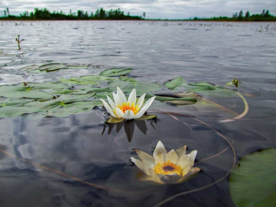 Кубышка желтая (Nuphar lutea)