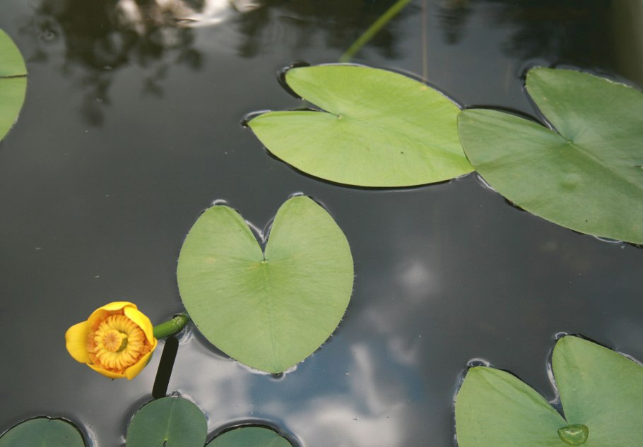 Кубышка (nuphar)