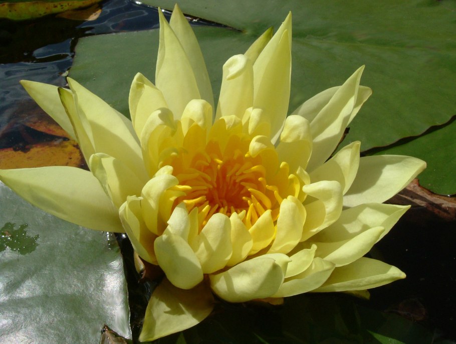 Кубышка малая Nuphar pumila