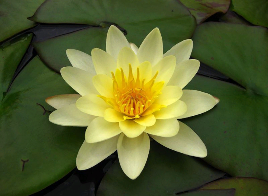 Кувшинка кубышка