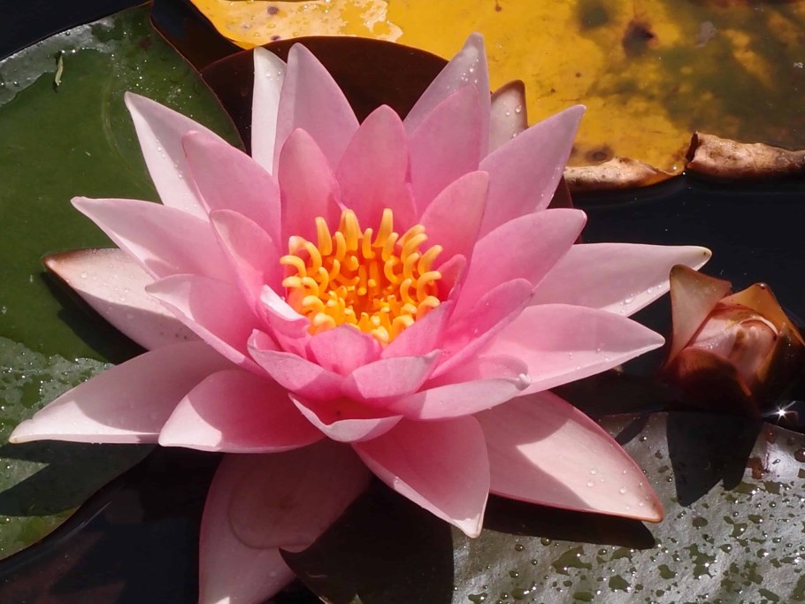 Лотос кувшинка кубышка