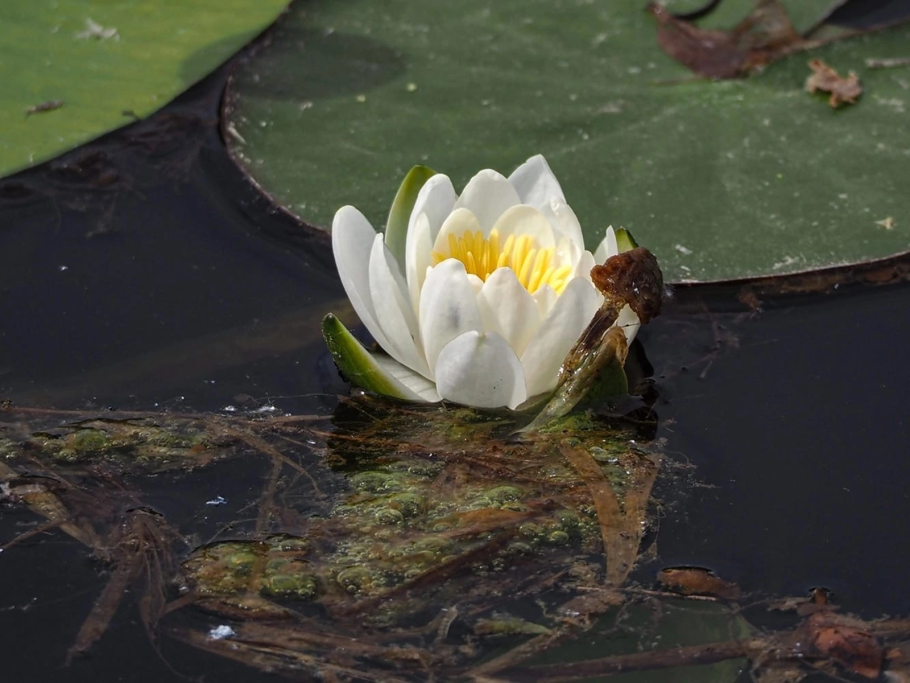 Кувшинка белоснежная nymphaea candida