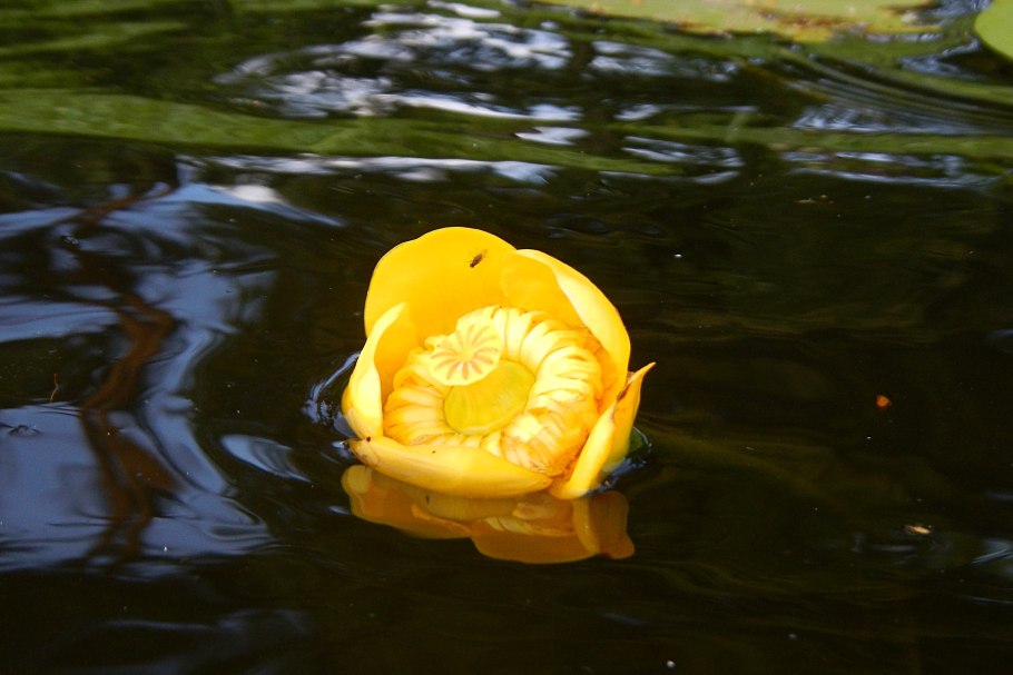 Водокрас и кувшинка