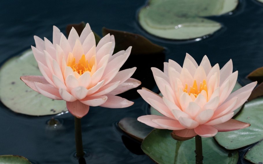 Водяные лилии