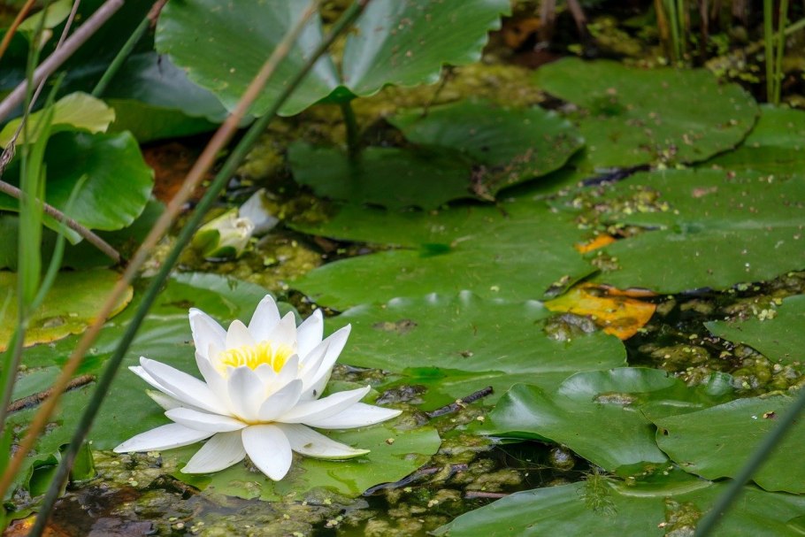 Желтая кубышка Болотная