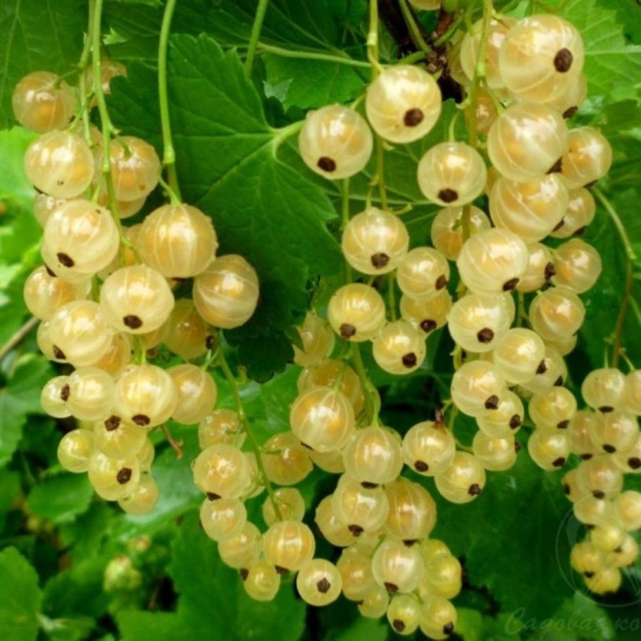 Сорт смородины десертная белая