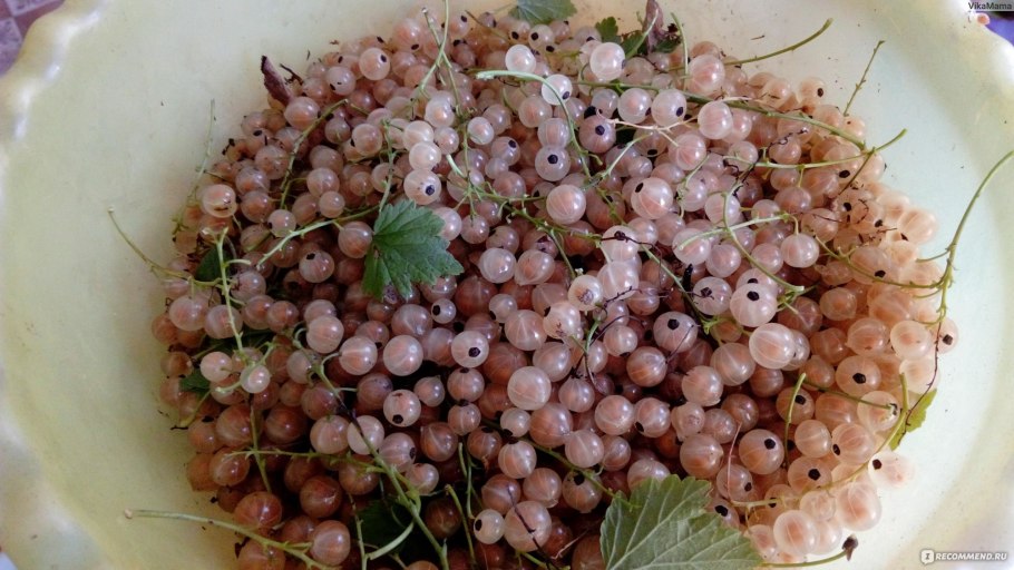 Версаль Бланш смородина