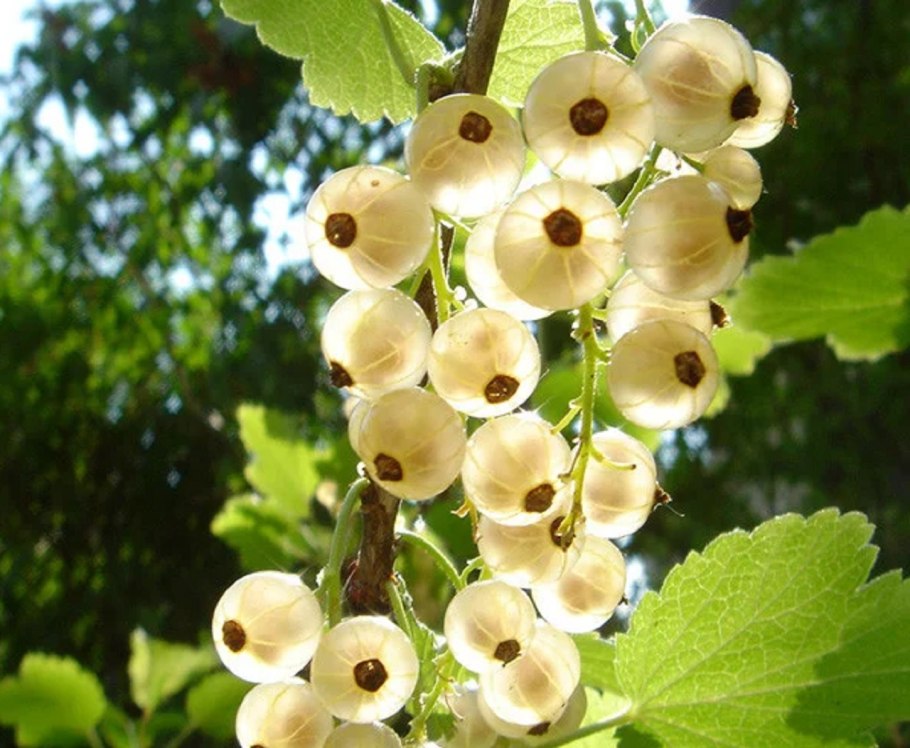 Смородина Версальская