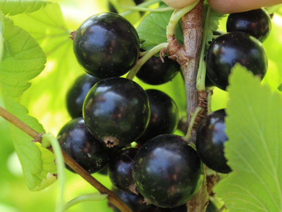 Ribes rubrum/смородина белая