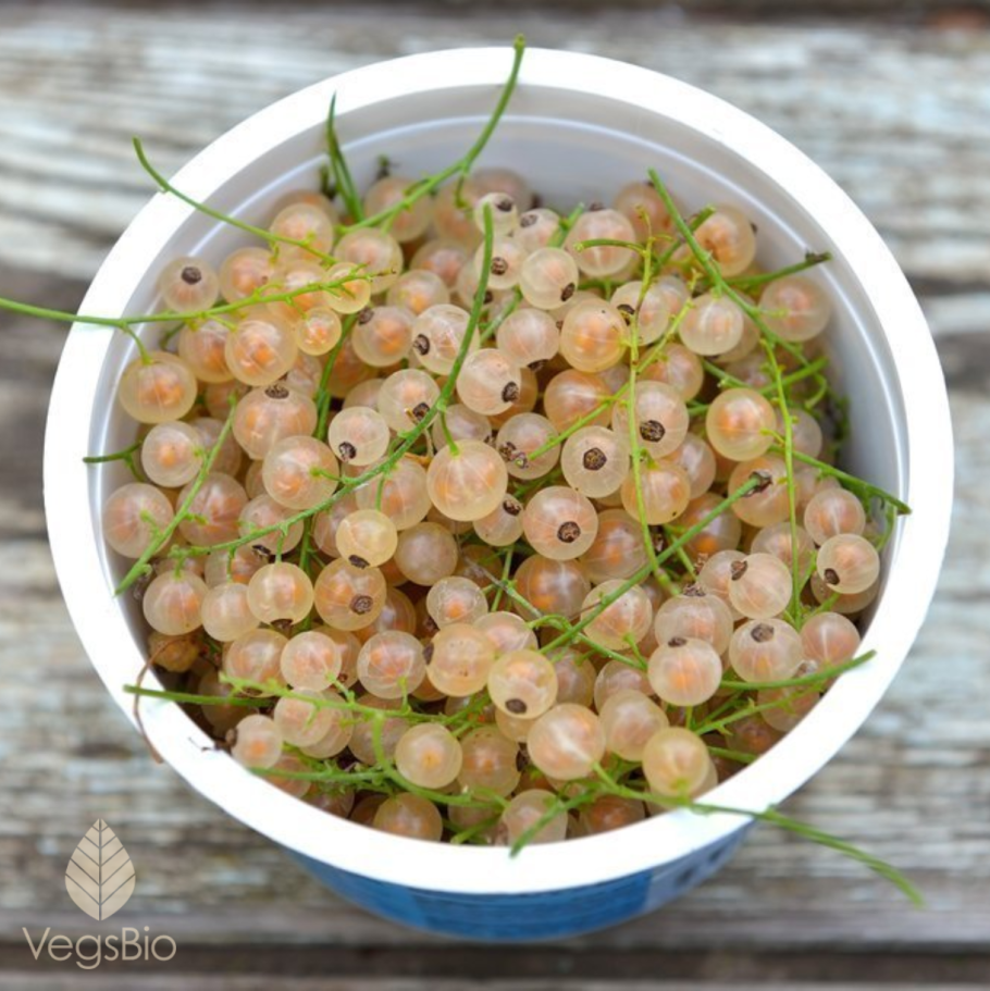 Смородина белая Булонь