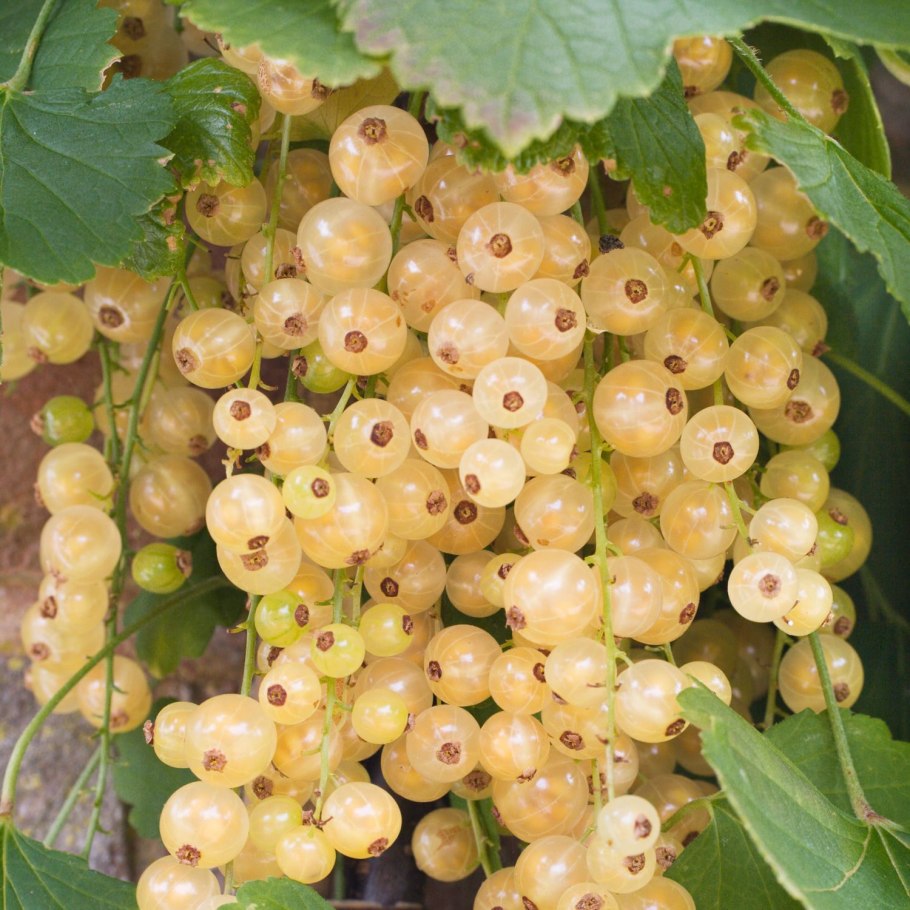 Смородина белая "Императорская желтая" (2-4 ветки)