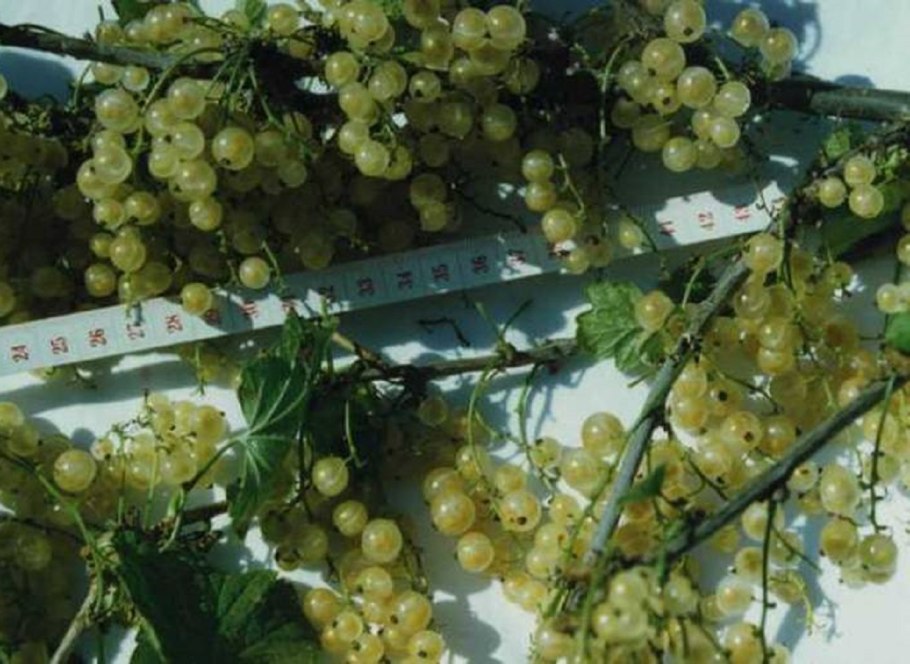 Бывает ли белая смородина