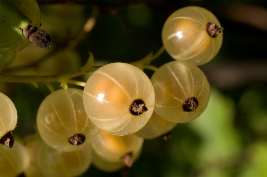 Смородина чёрная Изюмная