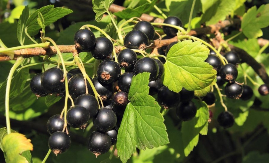 Белая смородина заготовки