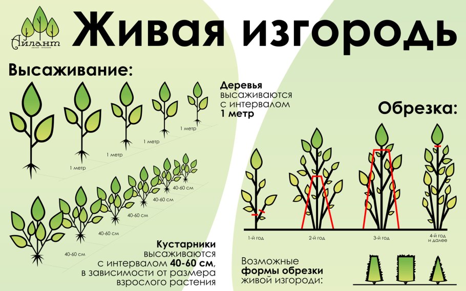 Ива шаровидная Шабурова