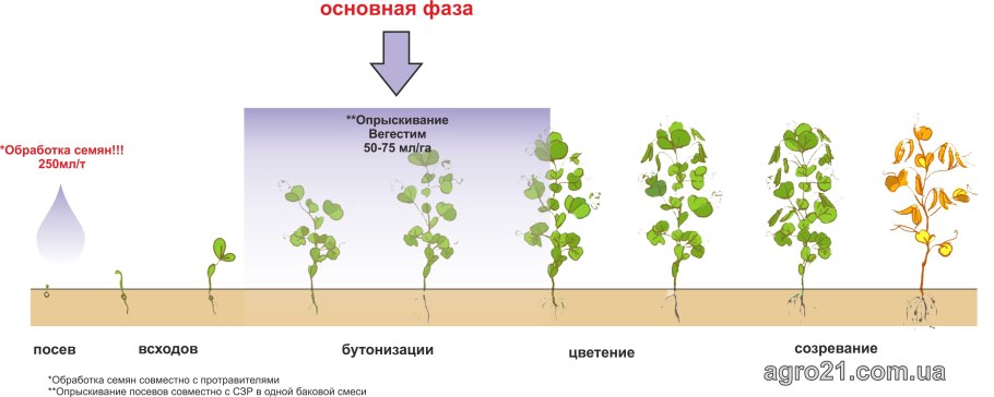 Лист березы форма листовой пластинки