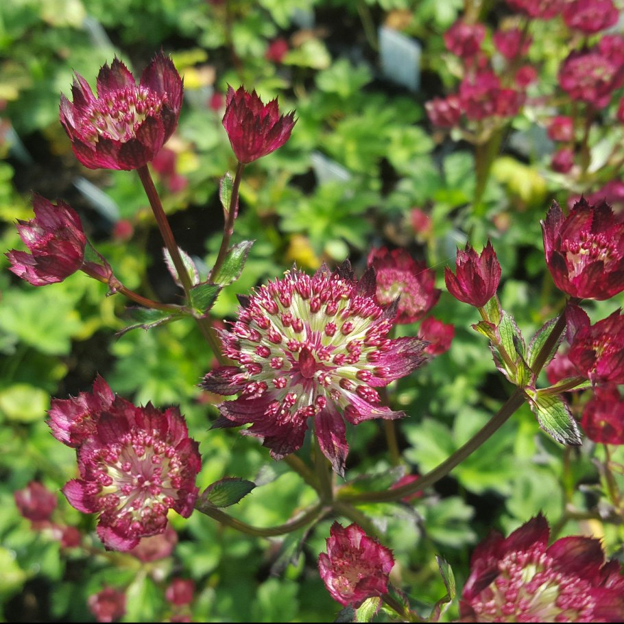 Астранция крупная Мулен Руж