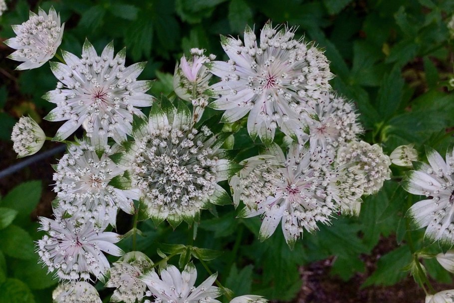 Астранция Розеа