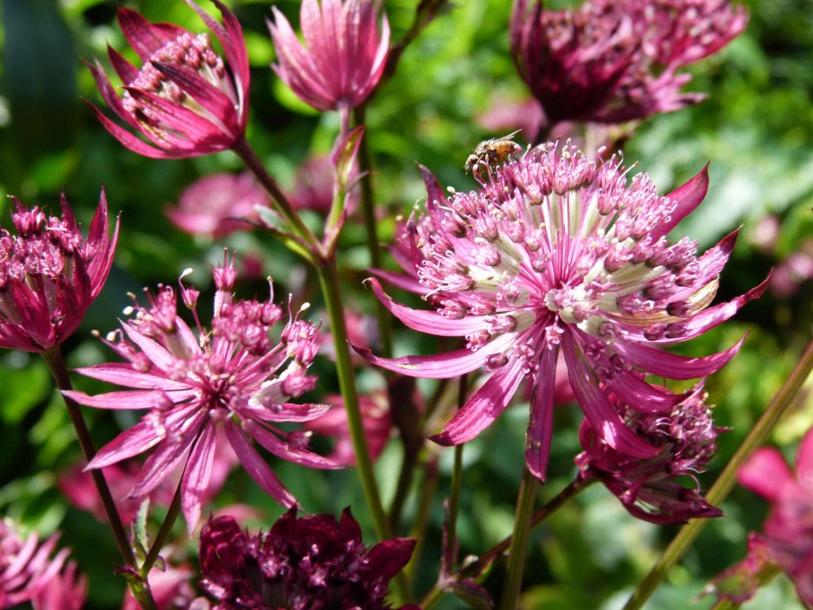 Астранция Пурпл Джойс
