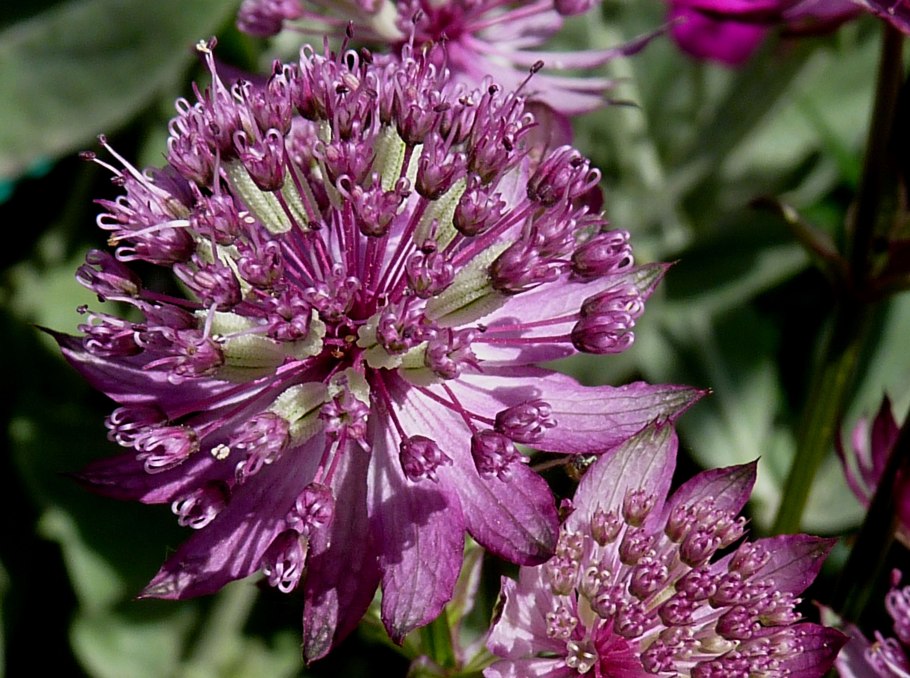 Астранция Star of Love