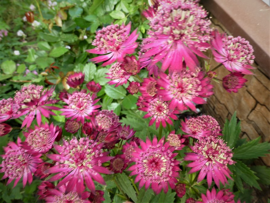 Астранция ред Джойс