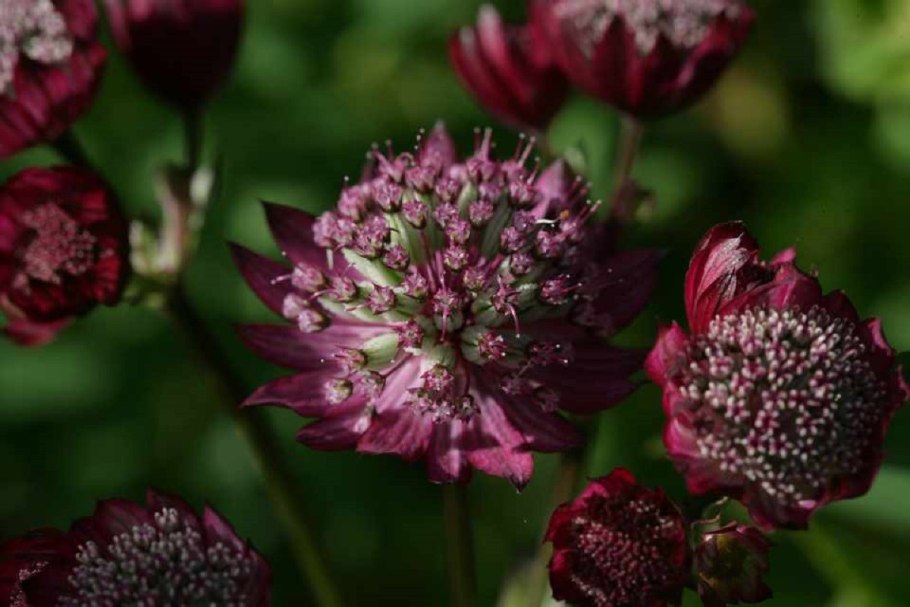 Астранция Флоренс