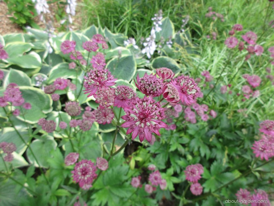 Астранция ред Джойс