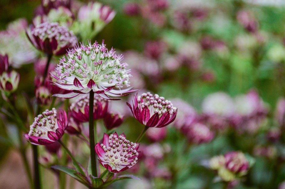 Астранция крупная "Ruby cloud"/ Astrantia Major "Ruby cloud"