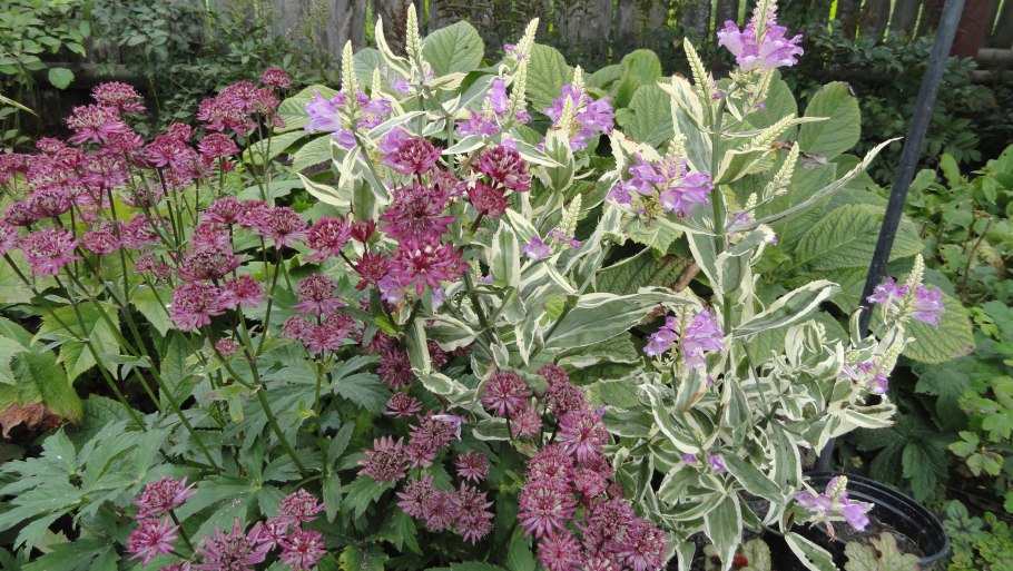 Астранция крупная Кларет