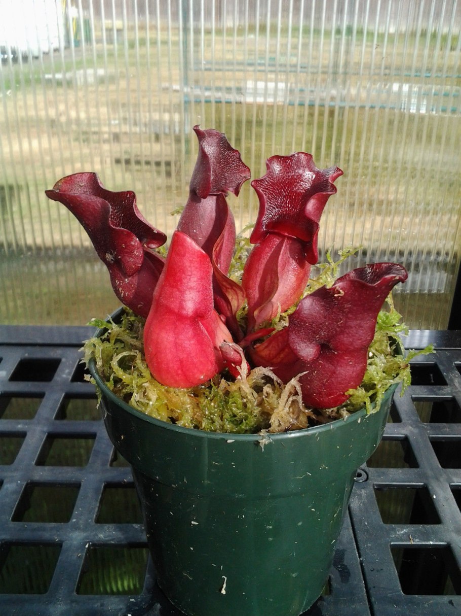 Саррацения пурпурная Веноза