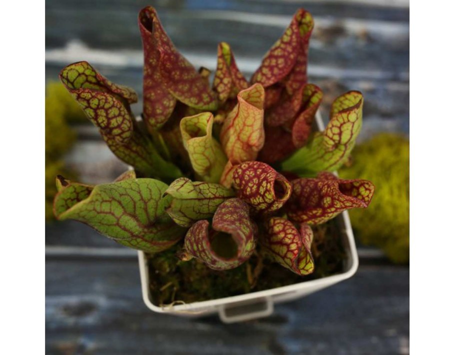 Саррацения Веноза