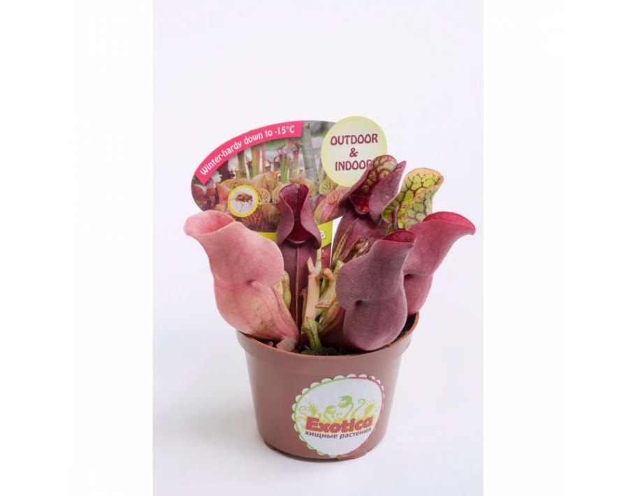 Саррацения пурпурная