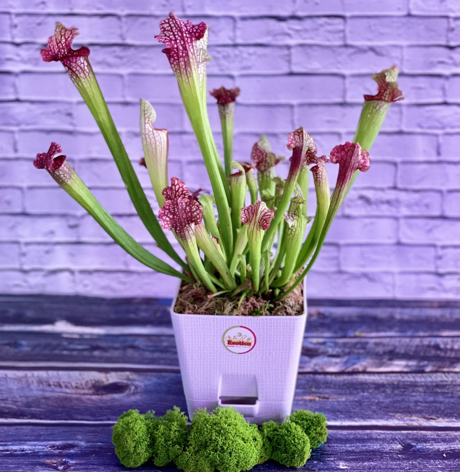 Саррацения растение хищник