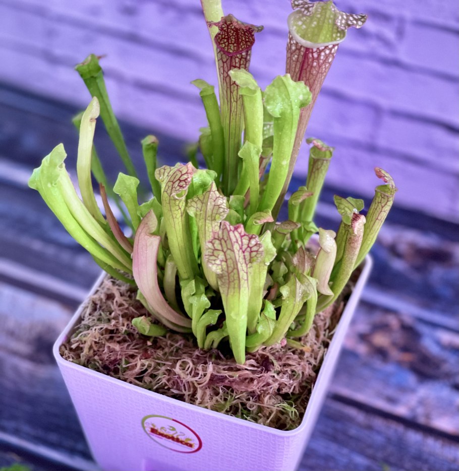 Sarracenia purpurea черный фон