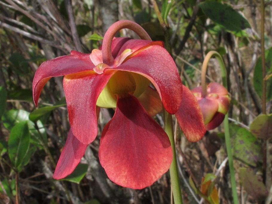 Саррацения Фиона