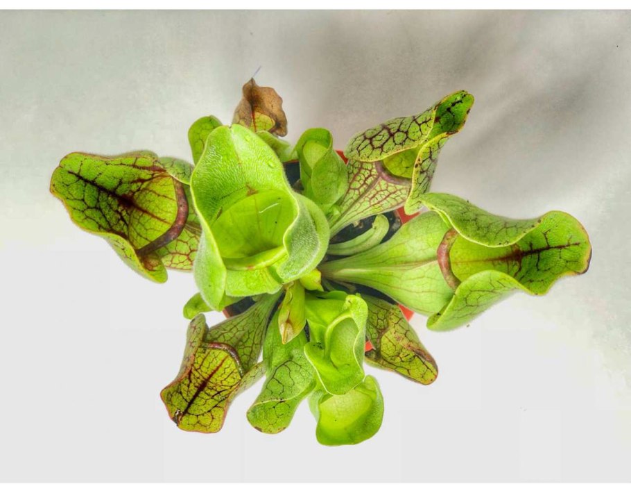 Цветок саррацения выкройка