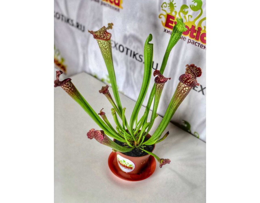 Саррацения Лейкофилла